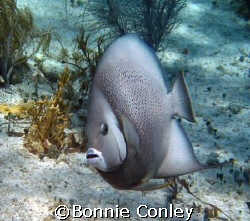 Gray Angelfish seen at Isla Mujeres in April 2007.  Photo... by Bonnie Conley 
